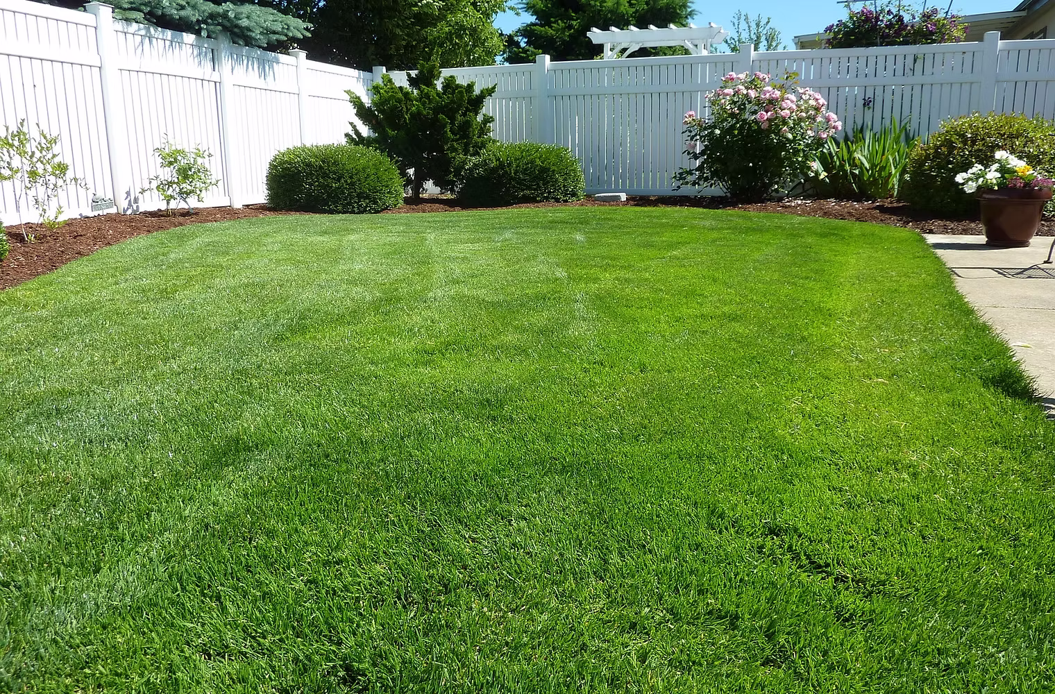 Manicured Backyard Lawn Hydroseeding creates beautiful grass